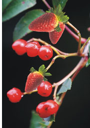 plant with strawberry and cherry