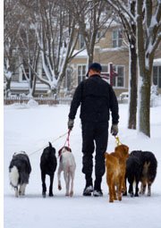man walking dogs in snow