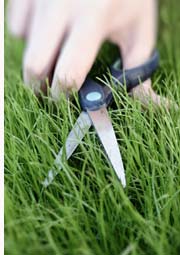 cutting lawn with scissors