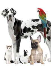 cat, dogs, rabbit, parrot and mouse