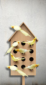 Roommate Compatibility 7 birds sharing a nest