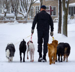 man walking six dogs