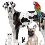 cat dogs rabbit mouse parrot